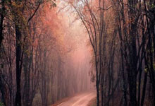 -卡尔蒂斯小将表现抢眼，劲旅添新力量