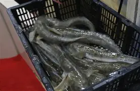 包含沙尔克措步维持胜势,小组崛起的词条 包含沙尔克措步维持胜势,小组崛起的词条